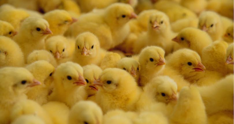 5 Tips for Buying a Chicken Farm for Sale in Delaware