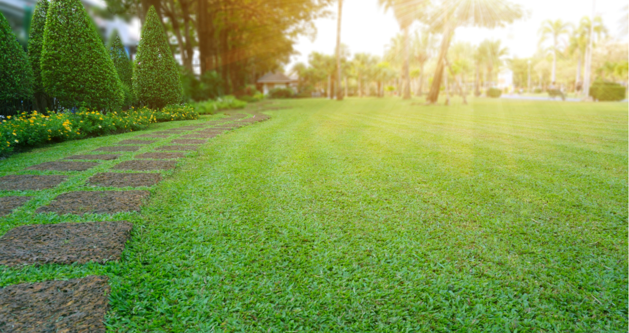 Tidy Lawn