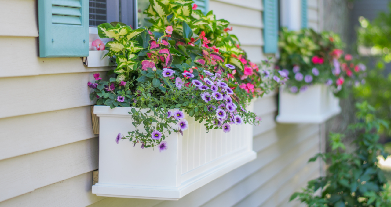 Flower Window Boxes