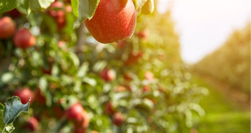 Looking for Orchards for Sale? Read This Guide First