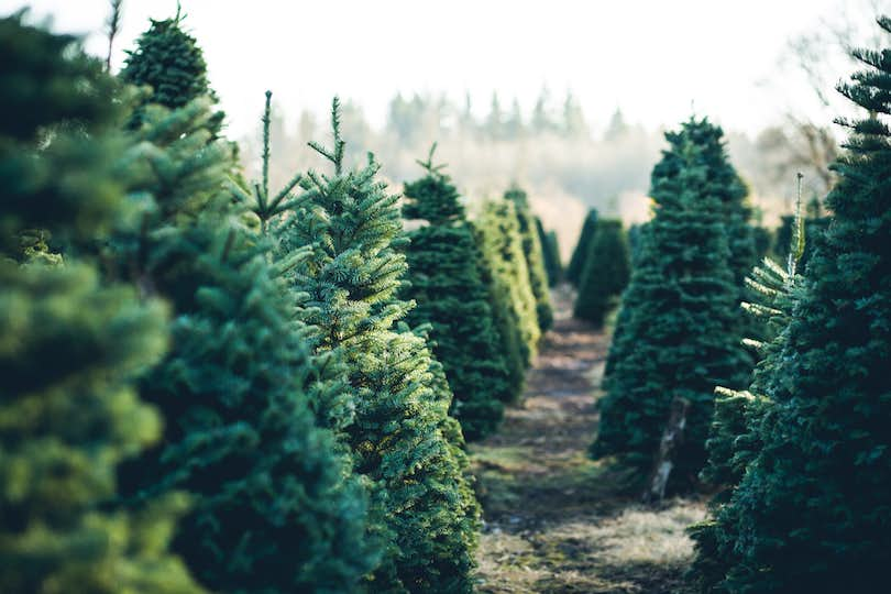 Christmas tree farm